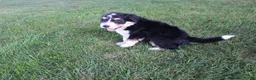 Bernedoodle dogs for sale: Smiley - Ad 4