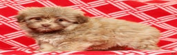 Havanese dogs for sale: Carmel - Ad 1