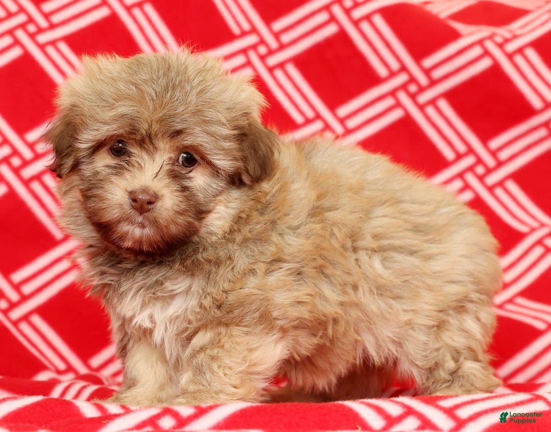 Havanese dogs for sale: Carmel - Ad 1