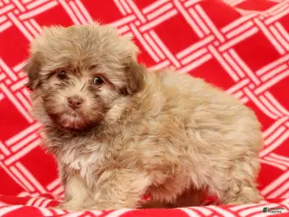 Havanese dogs Carmel - Ad 25