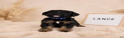 Labradoodle dogs for sale: Lance  - Ad 1