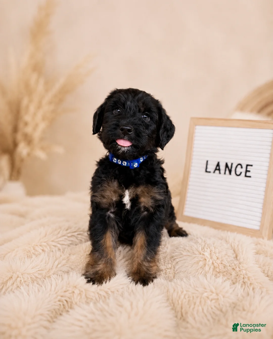 Labradoodle dogs for sale: Lance  - Ad 1