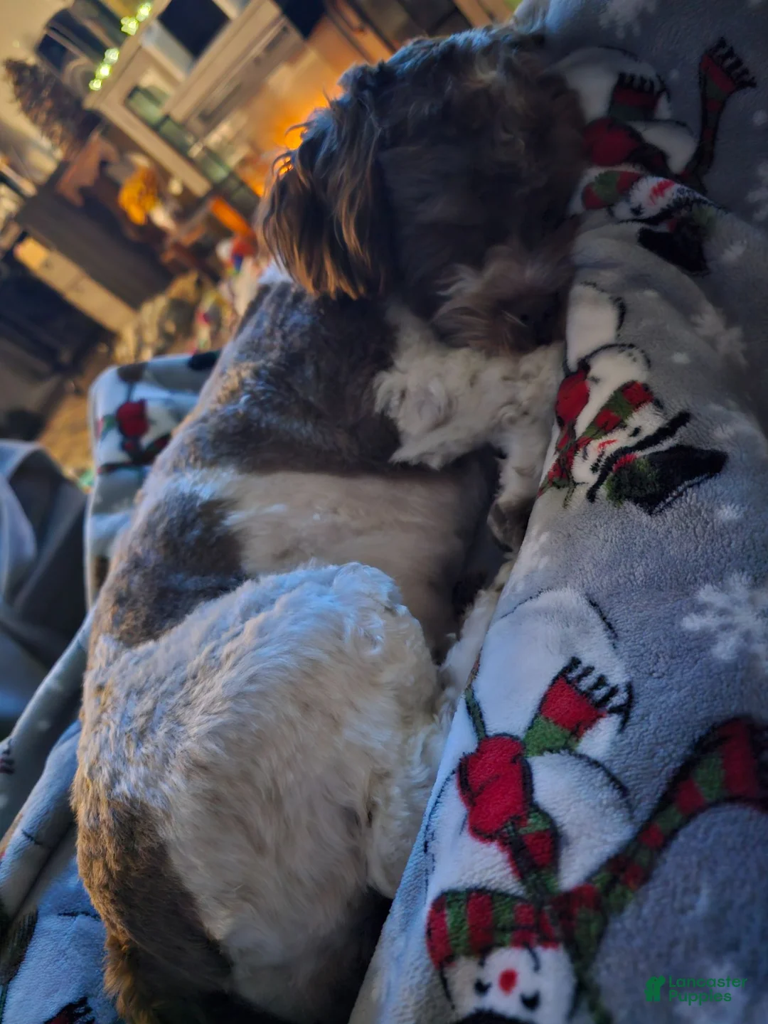 Teddy Bear dogs for sale: Sara - Ad 5