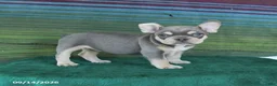 French Bulldog dogs for sale: Orchid - Ad 2