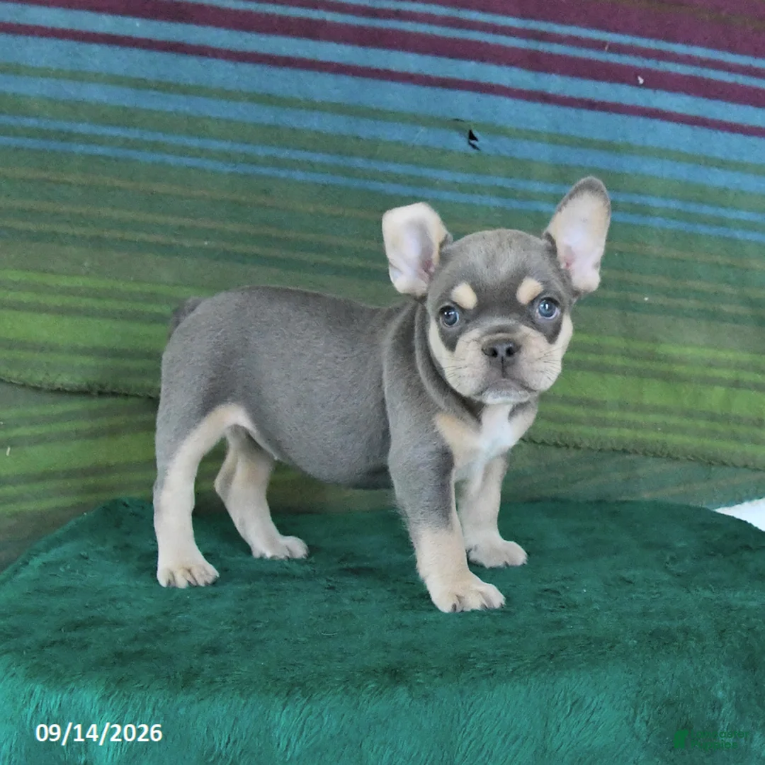 French Bulldog dogs for sale: Orchid - Ad 2