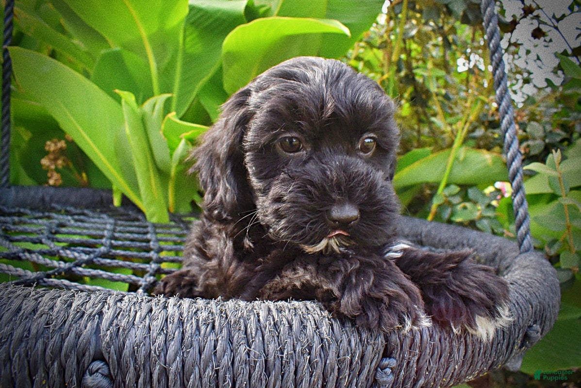 Havapoo dogs Harmony-LABOR DAY SALE-TAKE $100 OFF!!! - Ad 2