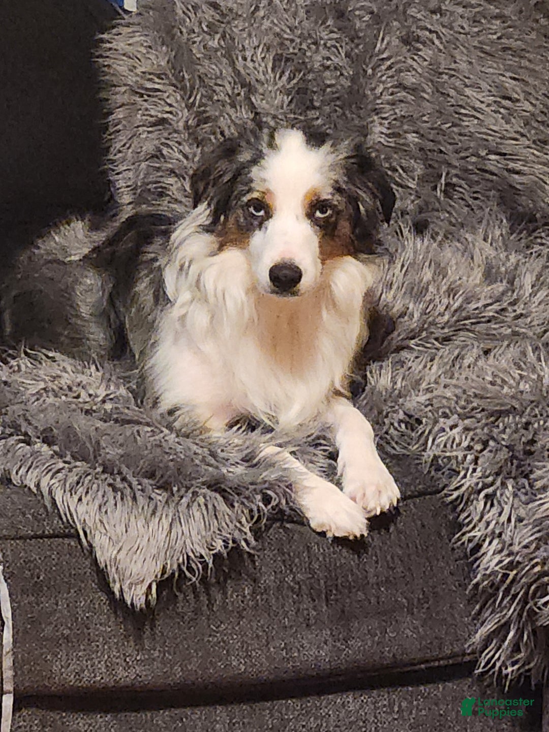 Miniature Australian Shepherd dogs for sale: Miniature Australian Shepherd Puppy 1 - Ad 2