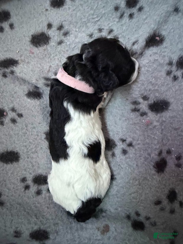 Miniature Poodle dogs Miniature Poodle Pink - Ad 2