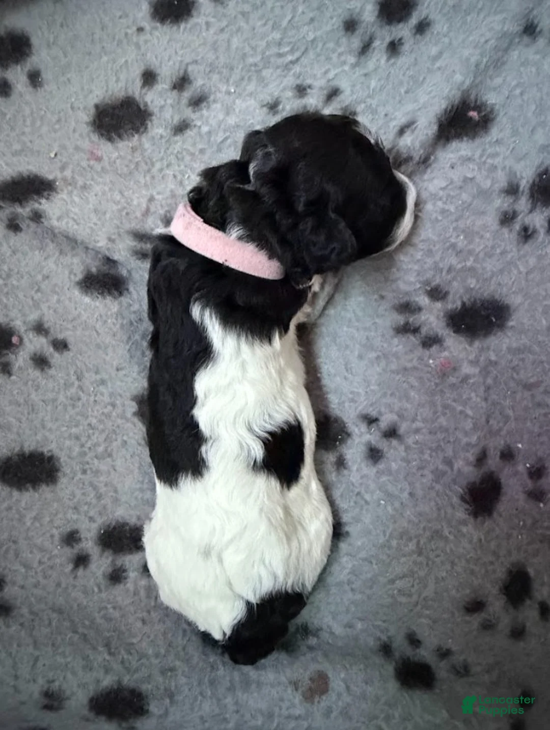 Miniature Poodle dogs for sale: Miniature Poodle Pink - Ad 2