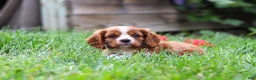 Cavalier King Charles Spaniel dogs for sale: Charlie - Ad 5