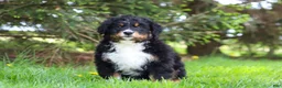 Bernese Mountain Dog dogs for sale: Finn - Ad 1