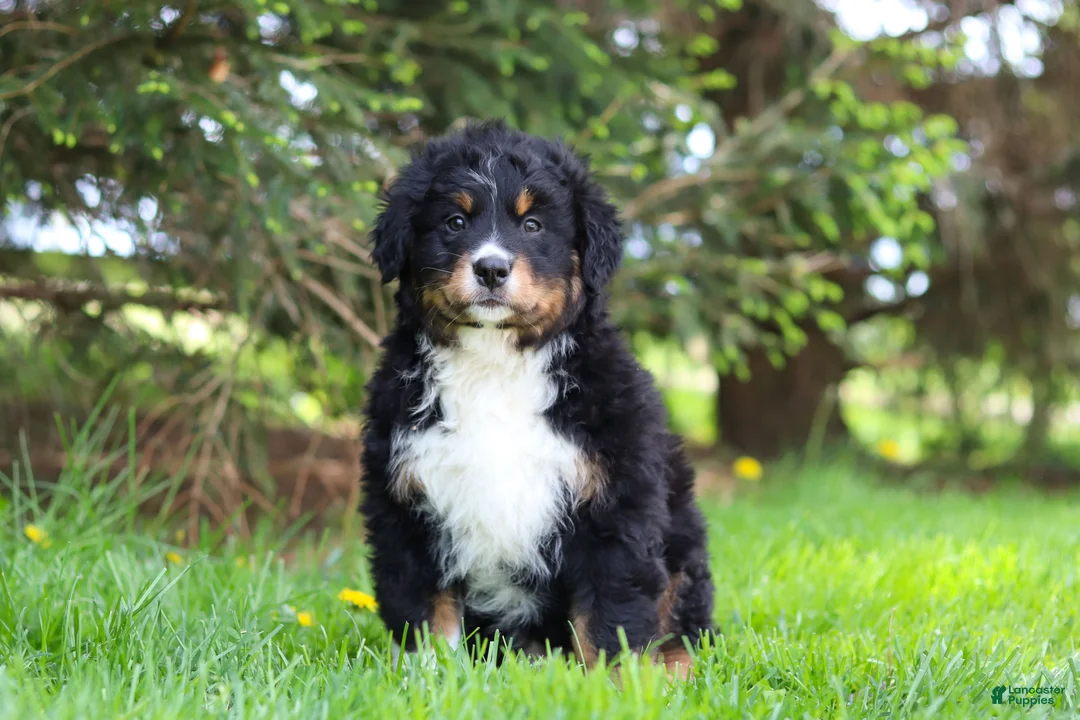 Bernese Mountain Dog dogs for sale: Finn - Ad 1