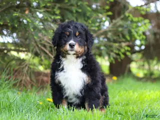 Bernese Mountain Dog dogs for sale: Finn - Ad 1