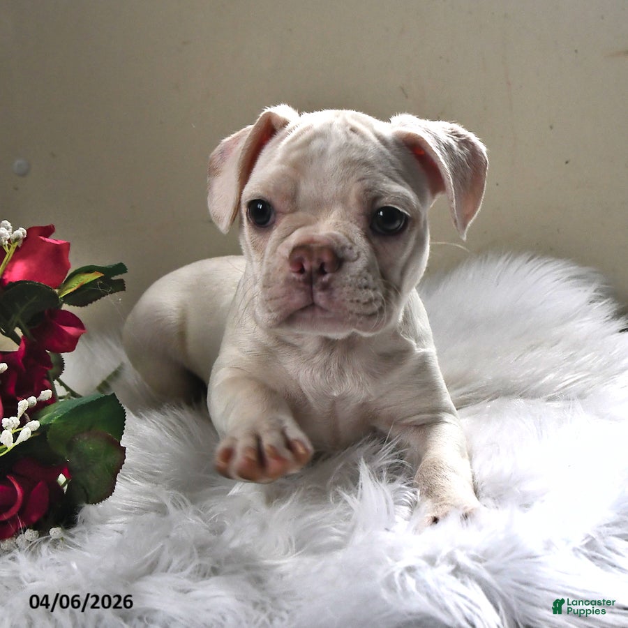 Frenchton dogs Silky - Ad 1