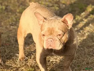 French Bulldog dogs Honey - Ad 27
