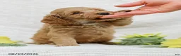 Mini Goldendoodle dogs for sale: Lavon - Ad 7