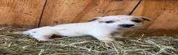 Mixed Breed dogs for sale: Frost - Ad 2