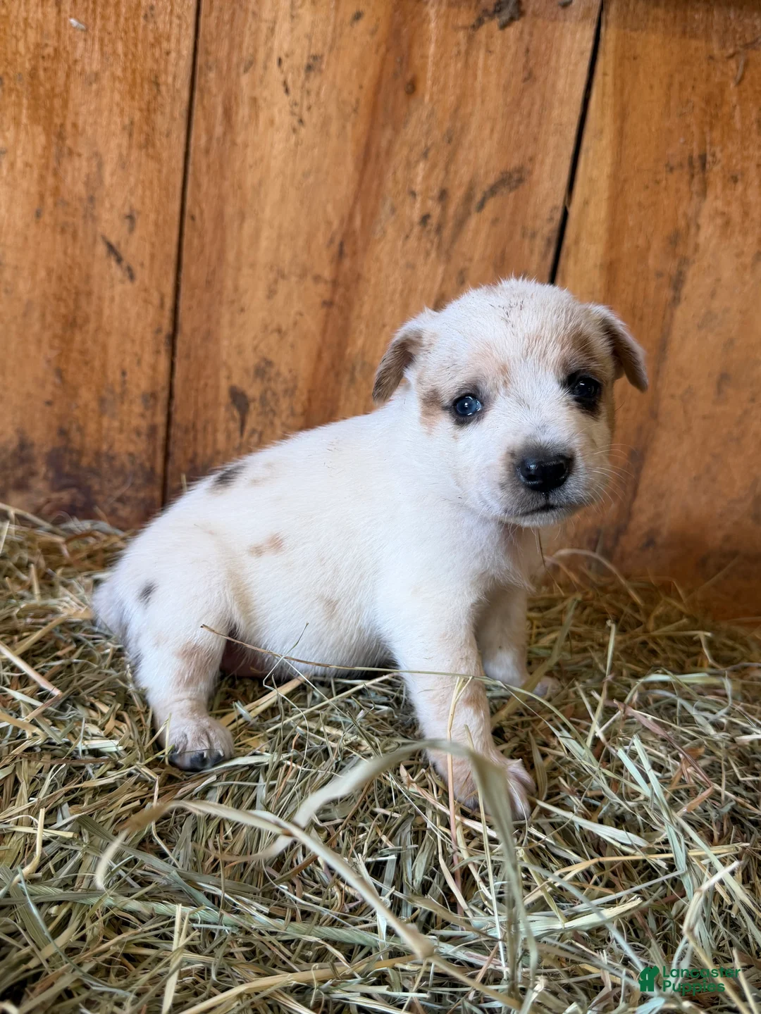 Mixed Breed dogs for sale: Frost - Ad 2