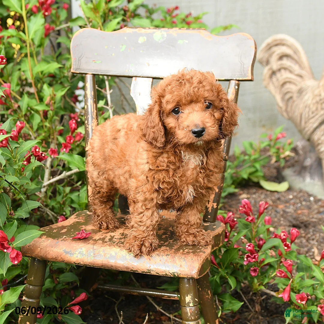 Cockapoo dogs for sale: Baxter - Ad 1