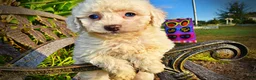 Havapoo dogs for sale: Melody-Sale!!! - Ad 3