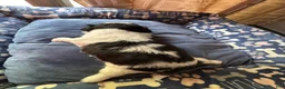 Shih Tzu dogs for sale: Shih Tzu 4 - Ad 5