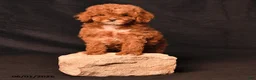 Toy Poodle dogs for sale: Diamond - Ad 3