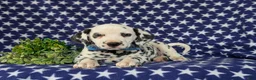 Dalmatian dogs for sale: Julian - Ad 4