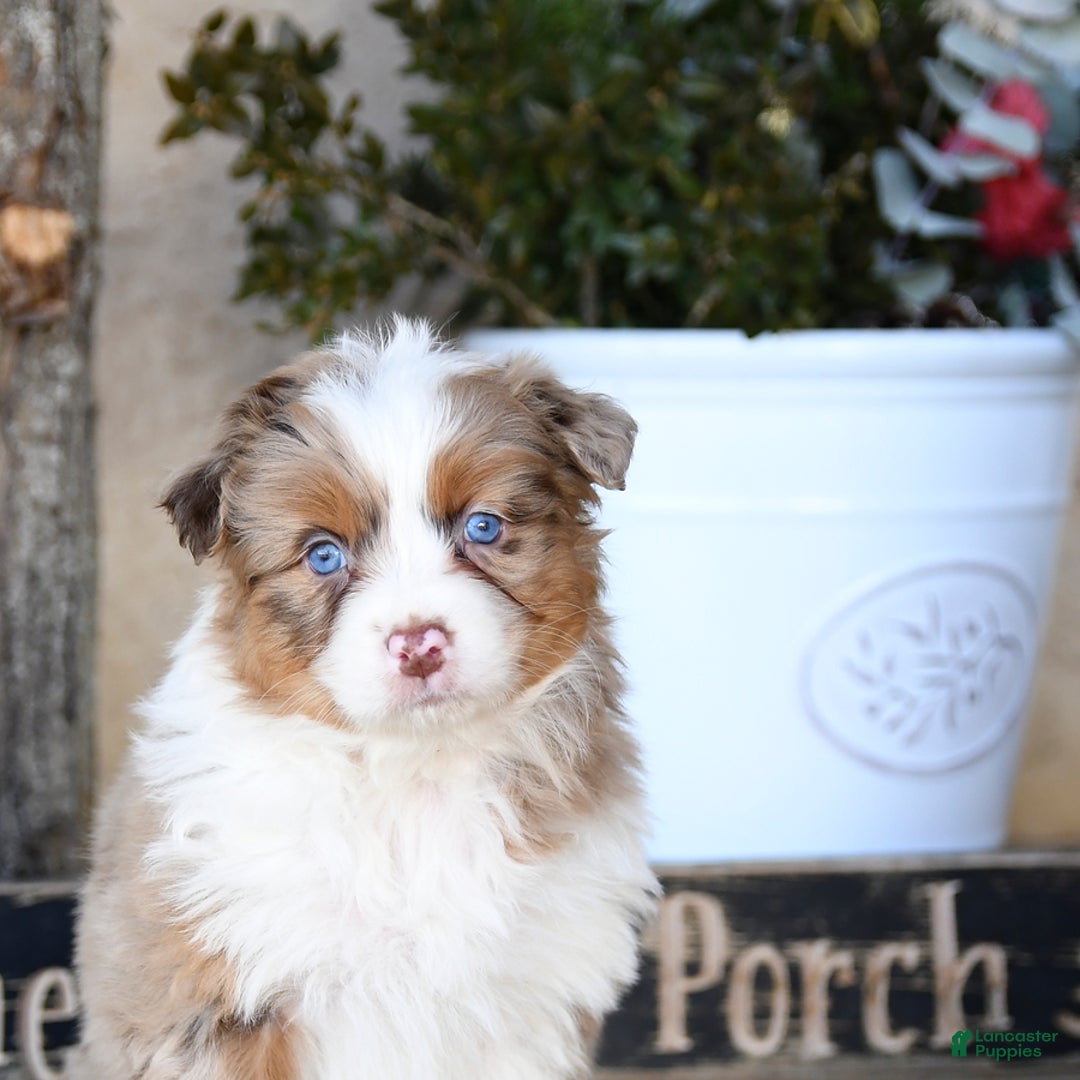 Australian Shepherd dogs for sale: Paige - Ad 4