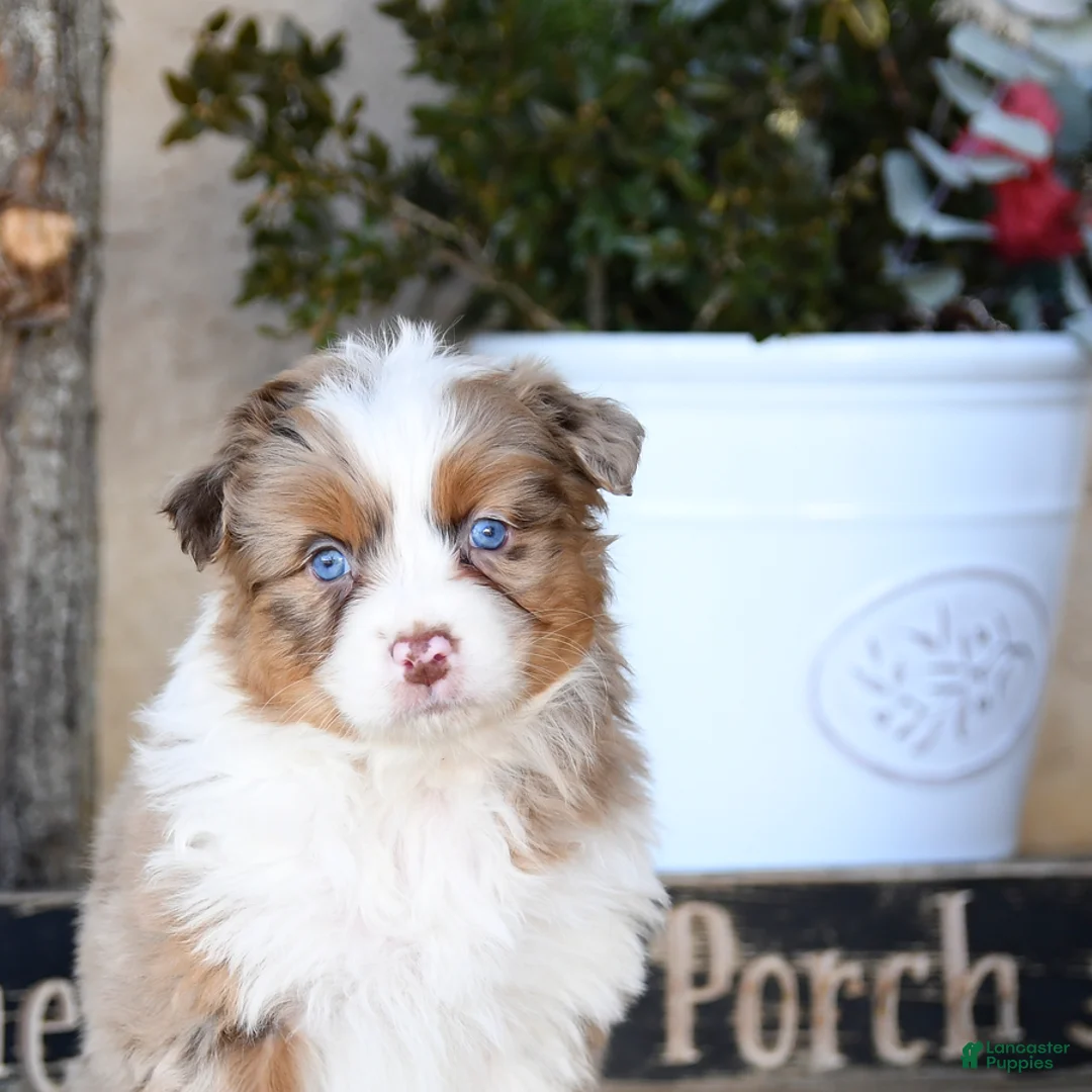 Australian Shepherd dogs for sale: Paige - Ad 9