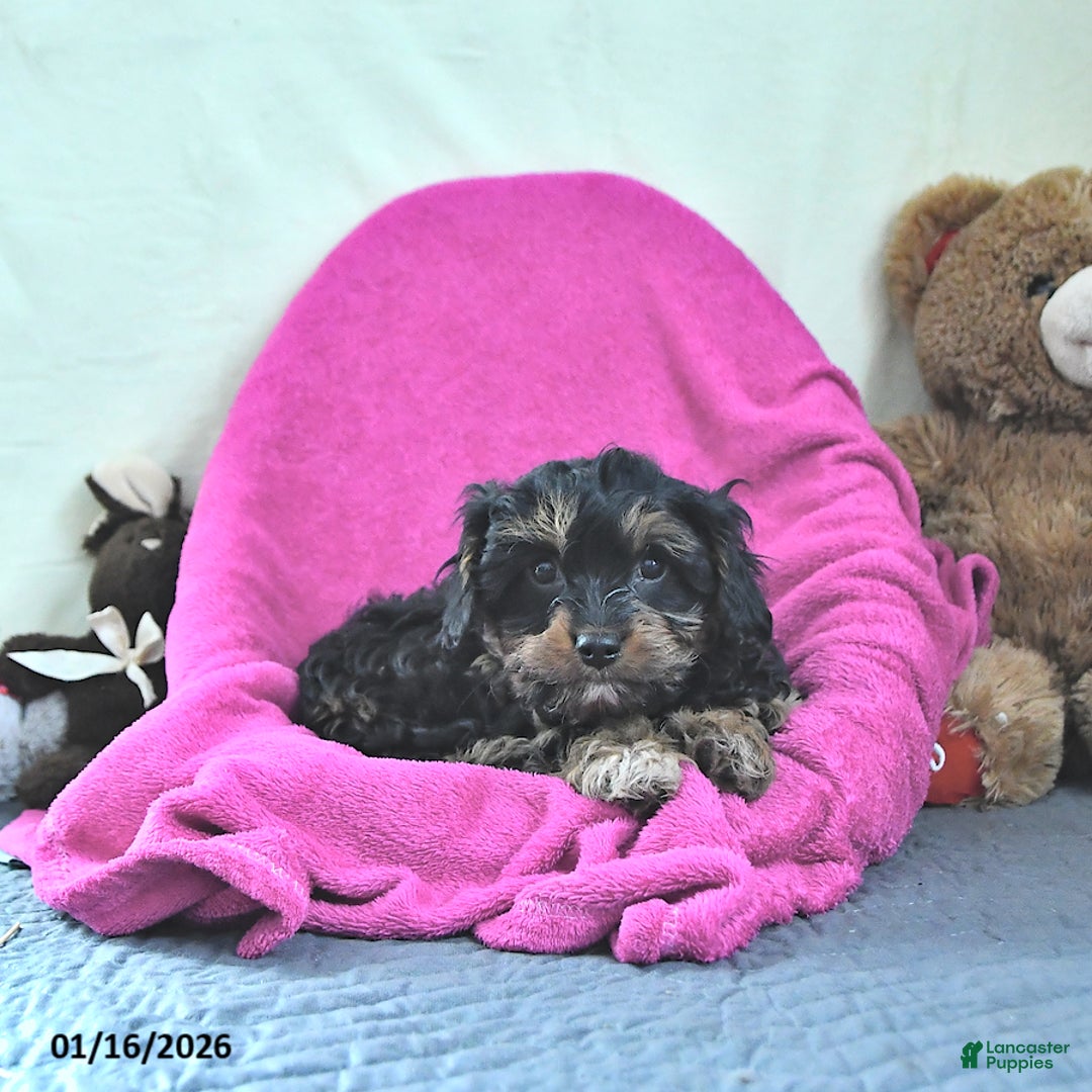 Cavapoo dogs for sale: Ginger - Ad 3