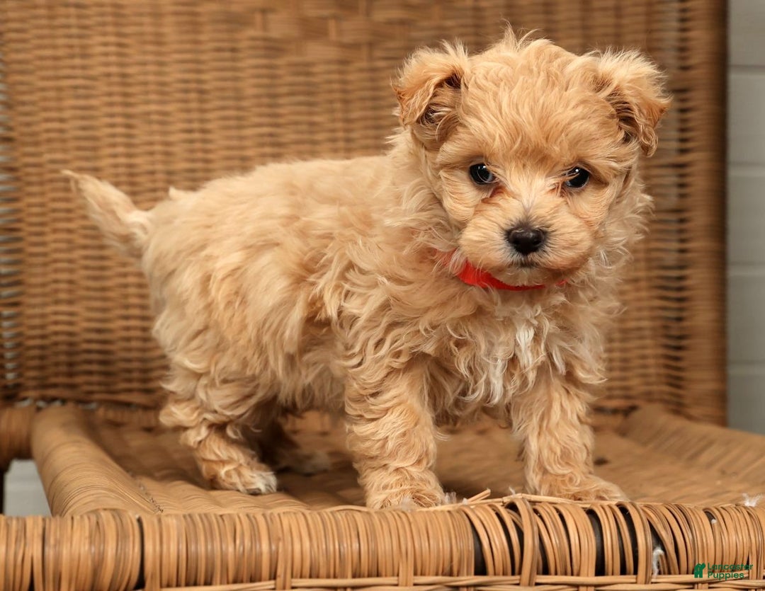 Maltipoo dogs for sale: Nova - Ad 7