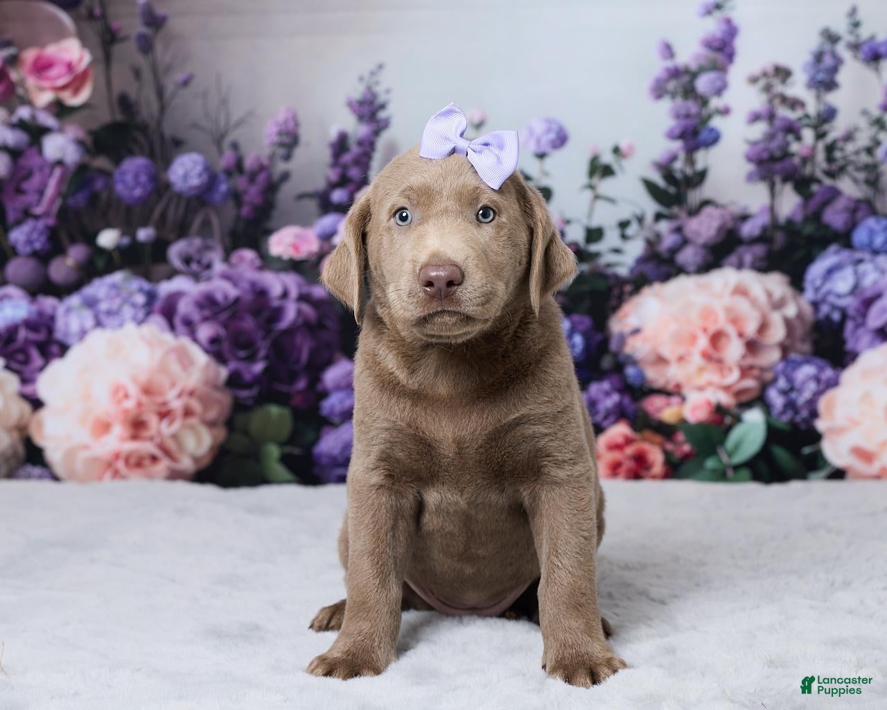 Labrador Retriever dogs Denali - Ad 1