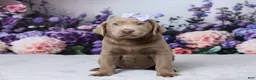 Labrador Retriever dogs for sale: Denali - Ad 1