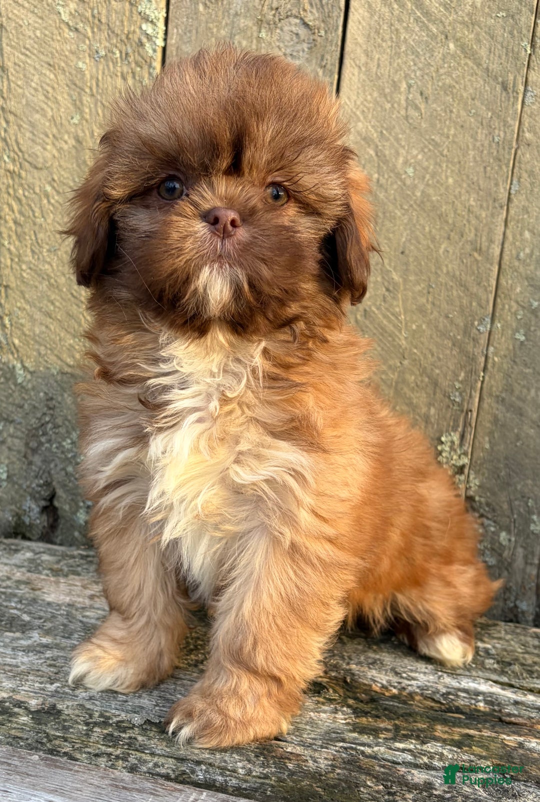 Shih Tzu dogs for sale: 💗 IN BOSTON MASSACHUSETTS AREA 💗 PUREBRED CHOCOLATE SHIH TZU 💗 ESTIMATED ADULT SIZE 10-12 LBS 💗 - Ad 6