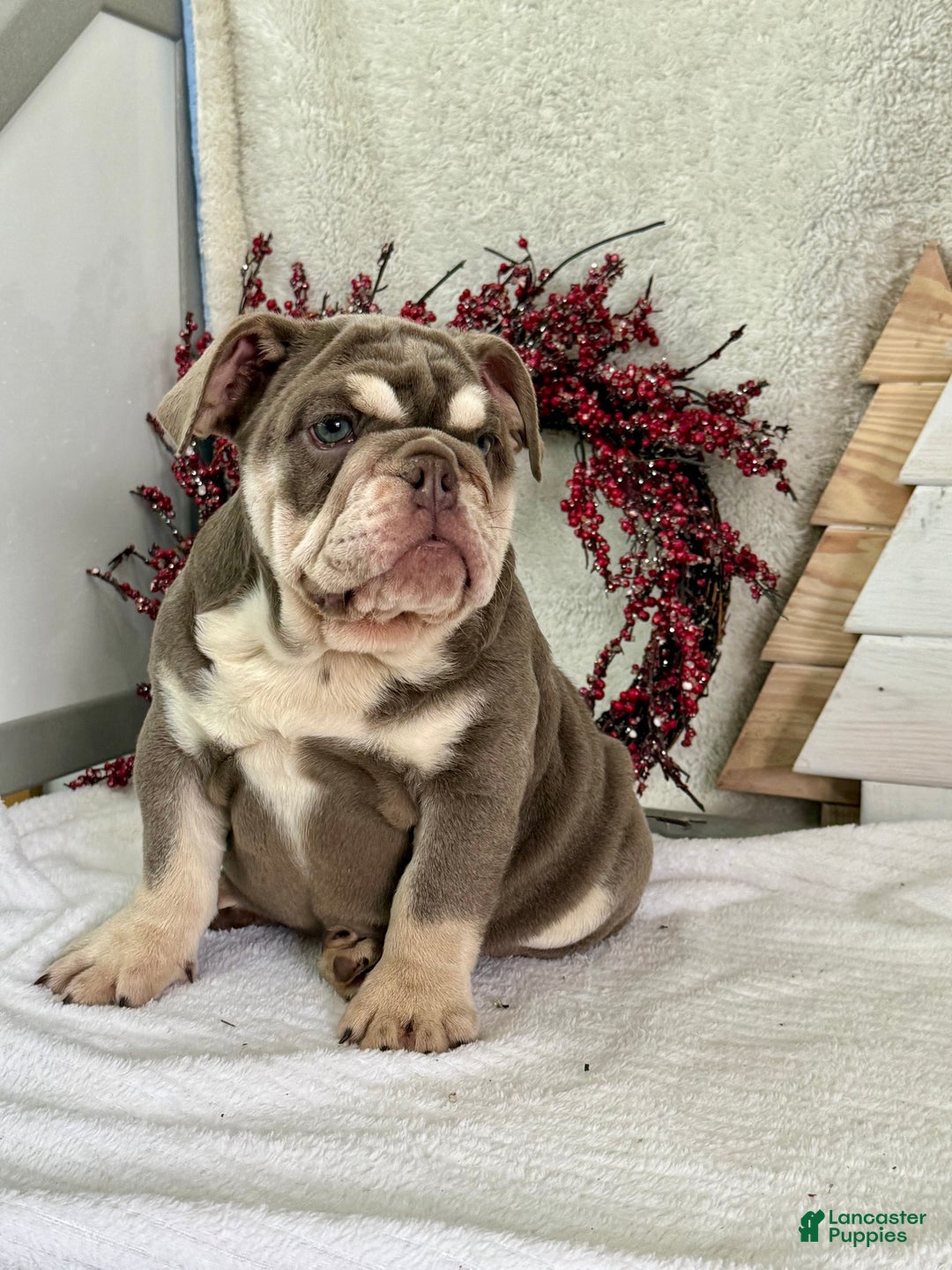 English Bulldog dogs for sale: Skye - Ad 3