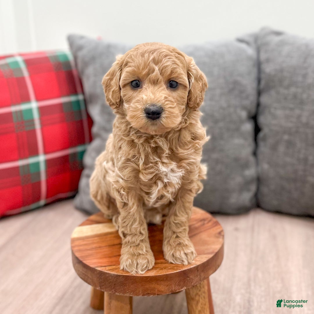 Mini Goldendoodle dogs for sale: Heidi - Ad 9