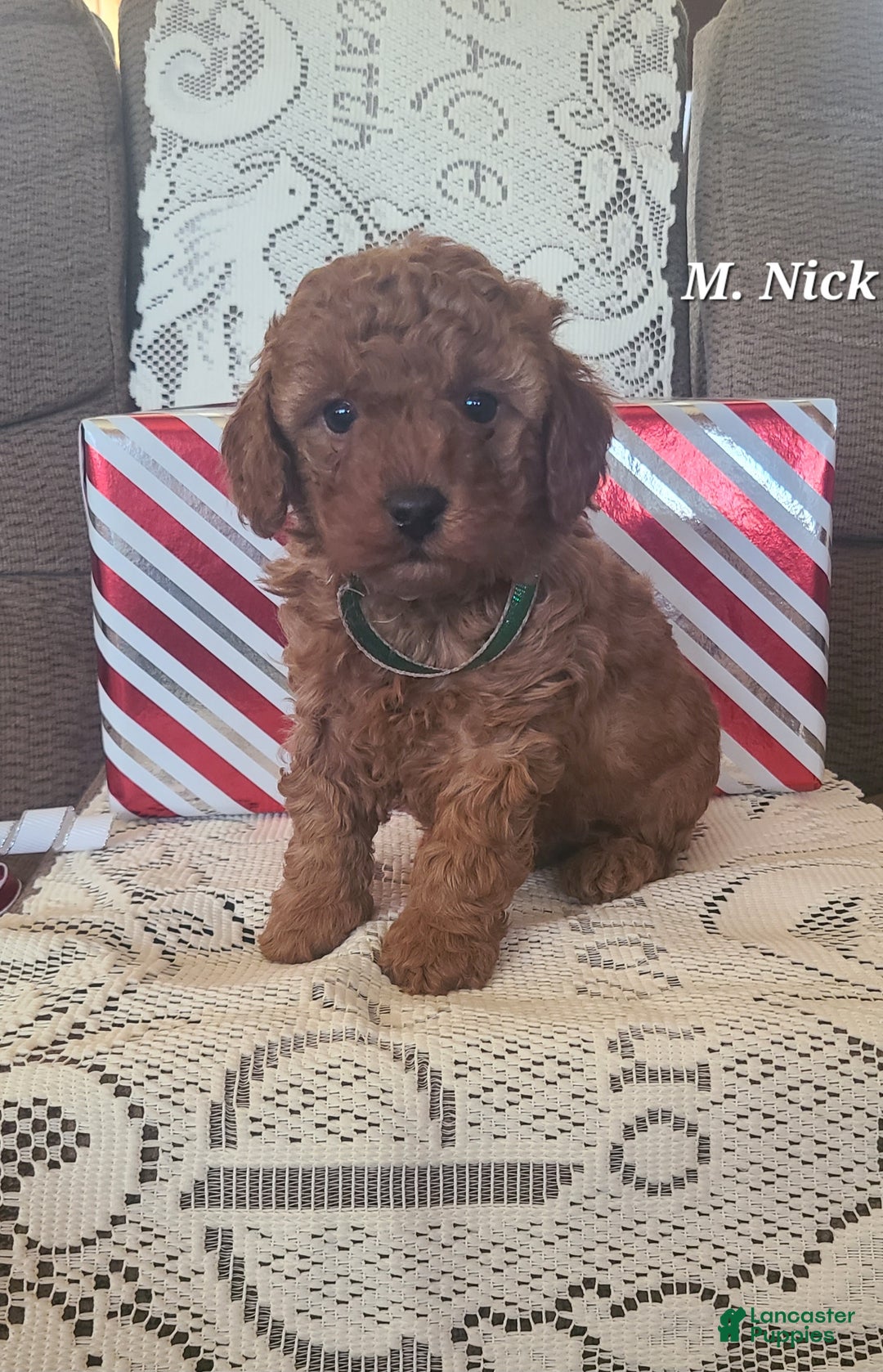 Miniature Poodle dogs for sale: Miniature Poodle Nick  - Ad 3