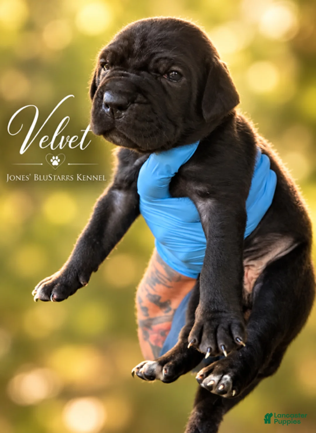 Cane Corso dogs for sale: Velvet - Ad 2