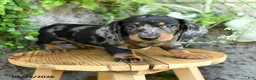 Miniature Dachshund dogs for sale: Edwin - Ad 5