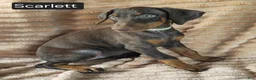Doberman Pinscher dogs for sale: Scarlett  - Ad 5