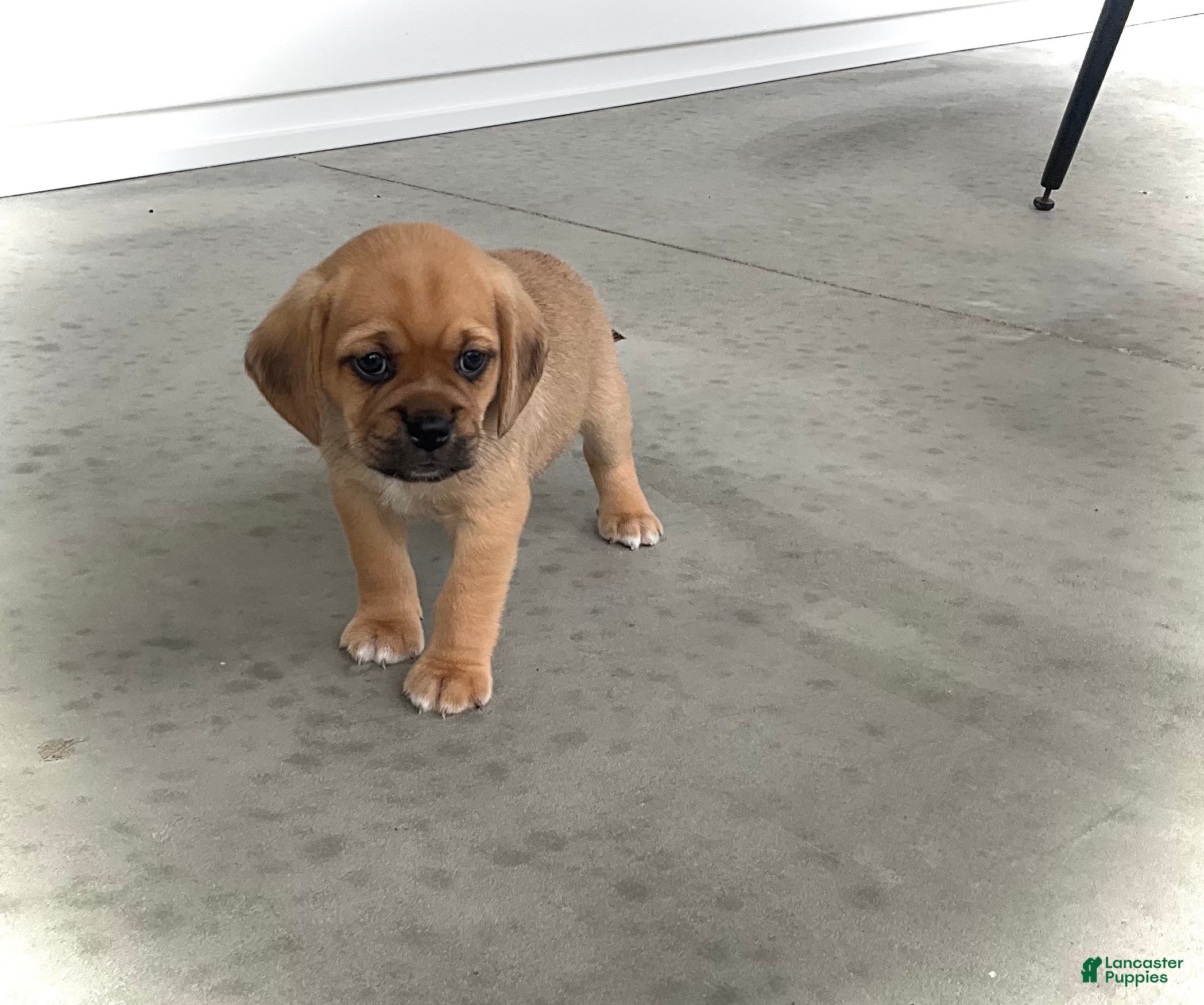 Puggle dogs Puggle 3 - Ad 41