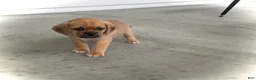 Puggle dogs for sale: Puggle 3 - Ad 1