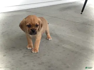 Puggle dogs Puggle 3 - Ad 41
