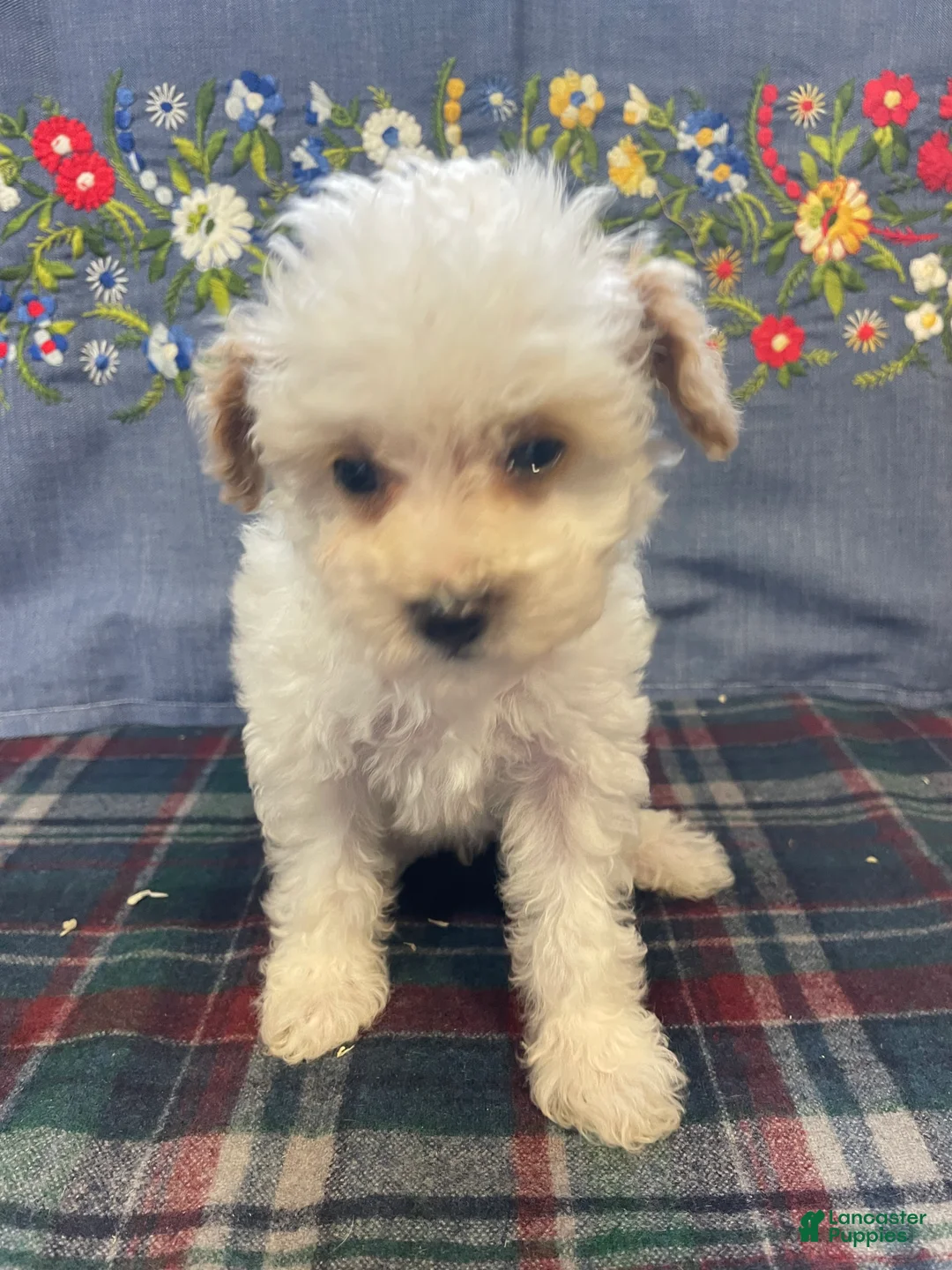 Toy Poodle dogs for sale: Juliet - Ad 2