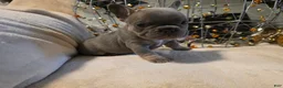 French Bulldog dogs for sale: Hazel  - Ad 5