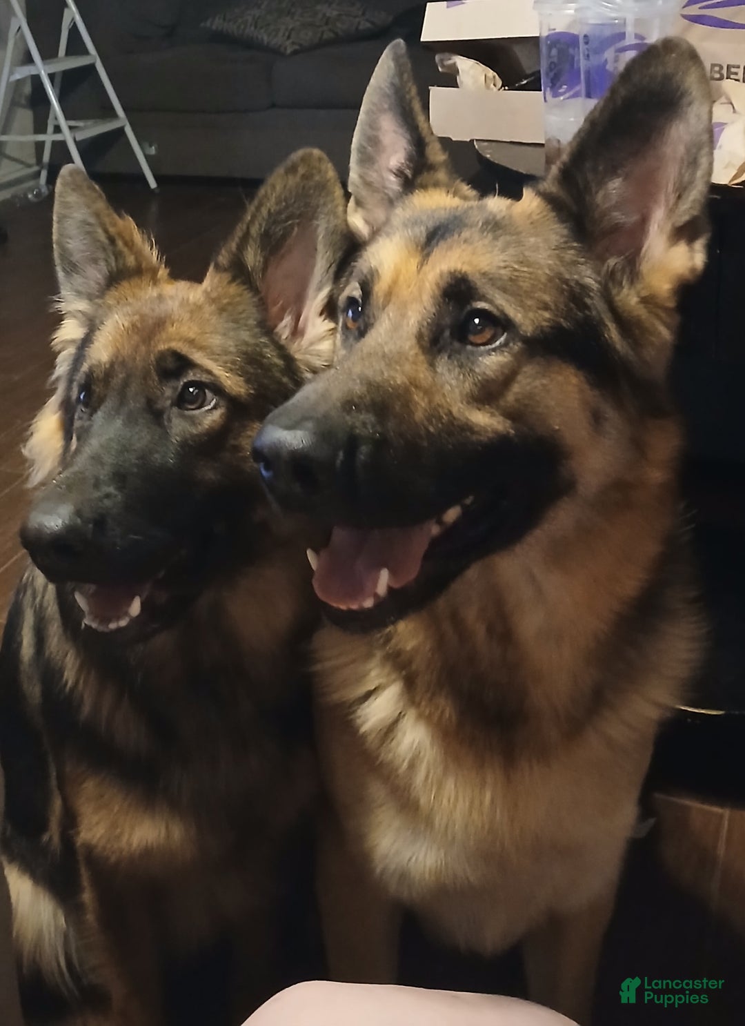 Gallery Image {{count}}