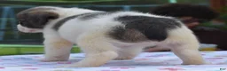 Mixed Breed dogs for sale: Zoey blue pied fluffy  - Ad 24