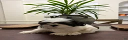Shih Tzu dogs for sale: Zillow - Ad 3