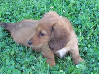 Miniature Dachshund dogs Daisy - Ad 16