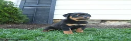 Rottweiler dogs for sale: Clancy - Ad 4